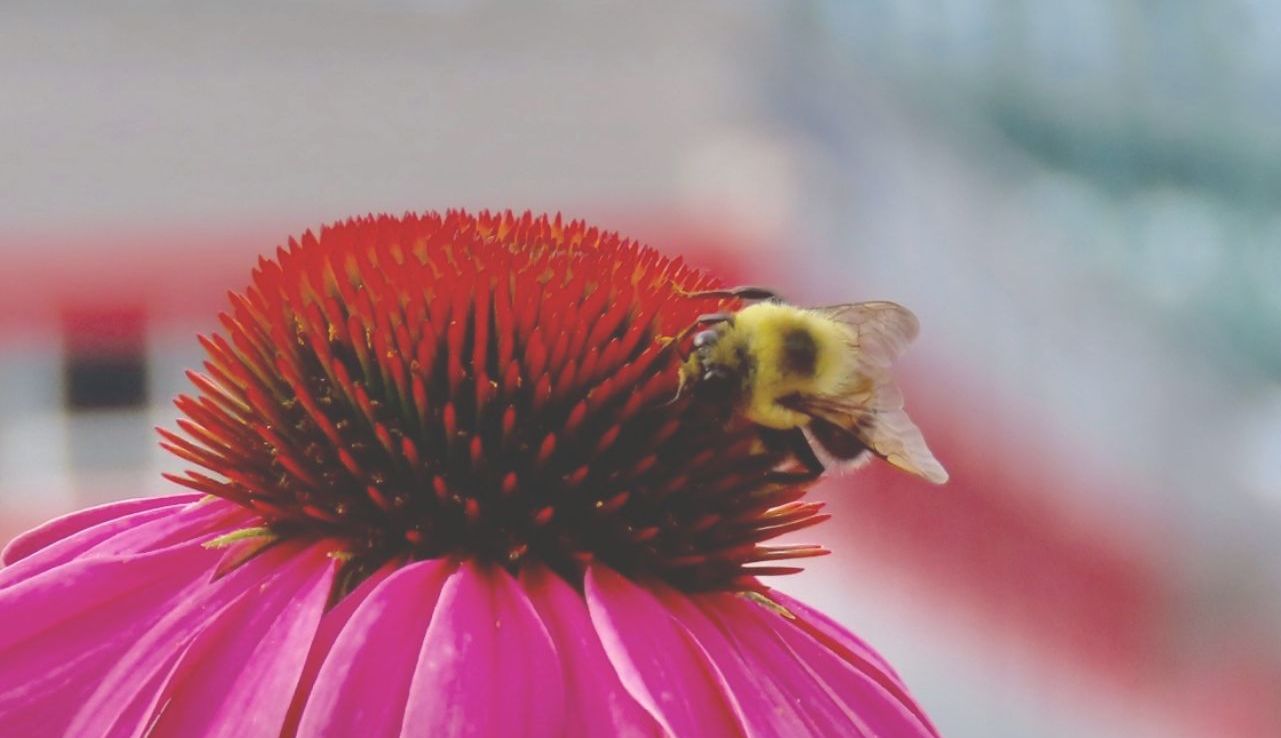 bees